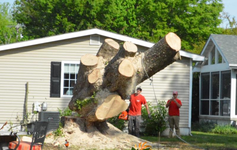 After a full day of removing branches, limbs and leaves, the massive trunk makes its way to the ground.